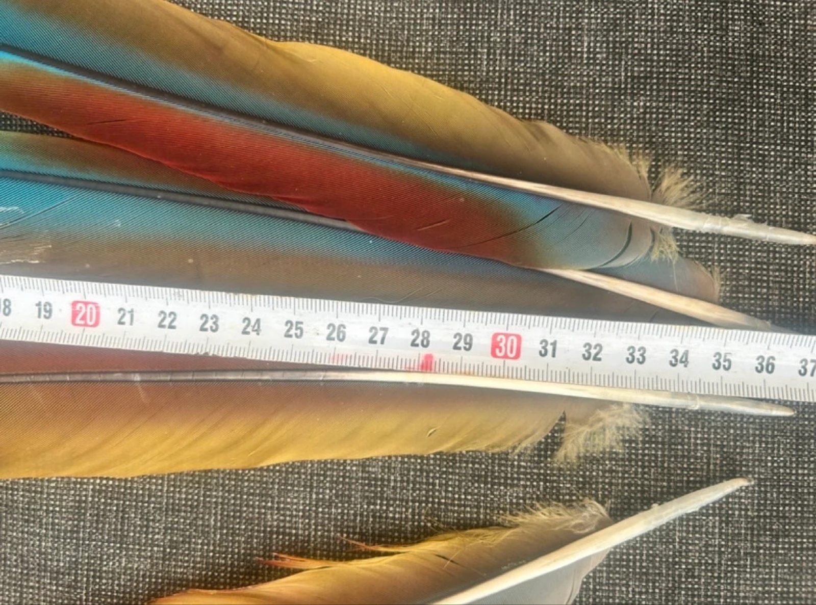 Plumas naturales de la cabra – photo 4